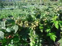 Саженцы малины Полана