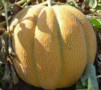 Дыня Эфиопка 500 гр.