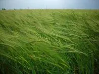 Семена ячменя ярового Галактик