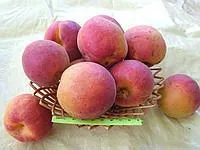 Саженцы абрикоса Дуки крупноплодный поздний