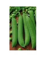 Горох ВАДА (100 000 семян) Nunhems