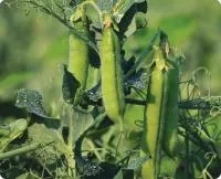 Горох СТАНДАНА (100 000 семян) Nunhems