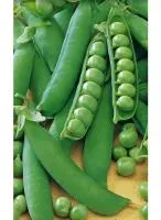 Горох КАРИНА (100 000 семян) Nunhems