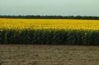 Семена подсолнечника ЯСОН